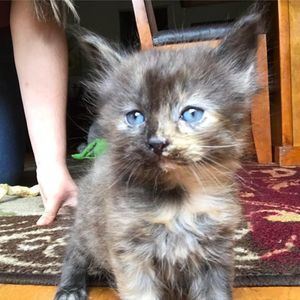 Meet your Posher, Lupe